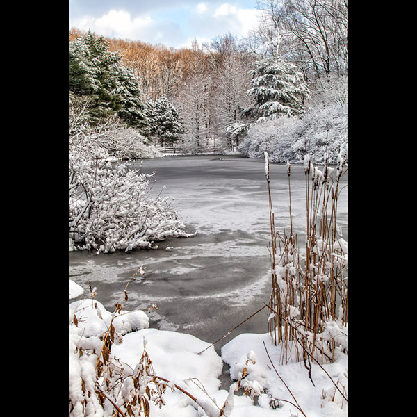 Winter at the Pond in Jenkins Arboretum